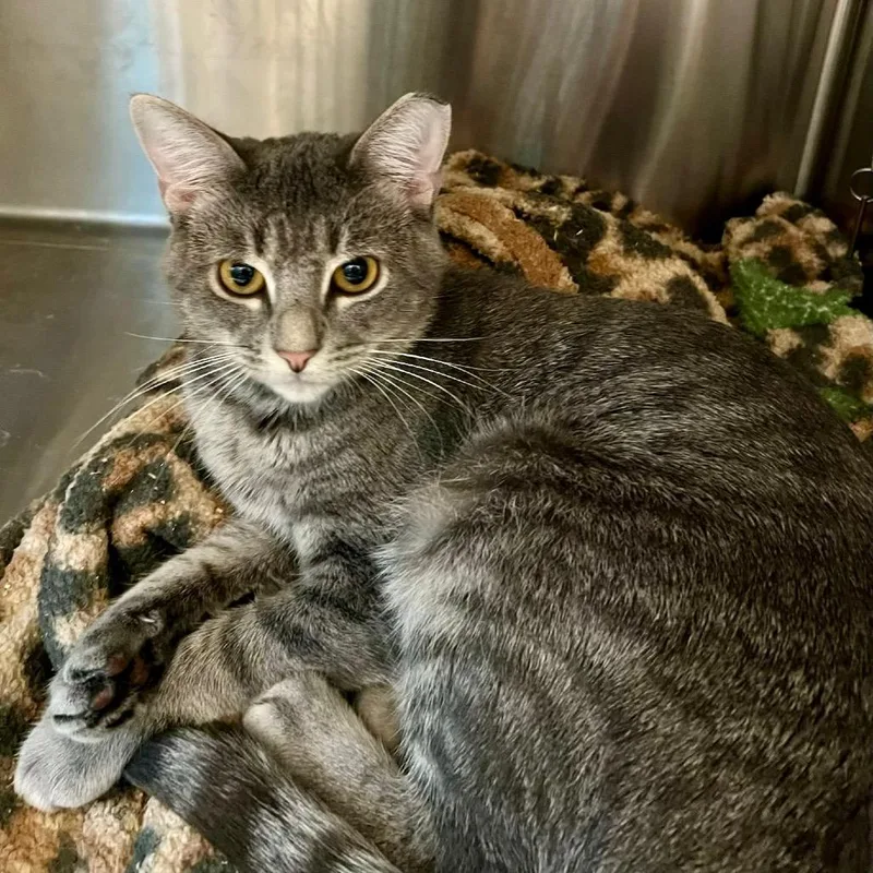 An adult medium-sized male Domestic Short Hair cat named Greyson for adoption in Cumming, GA