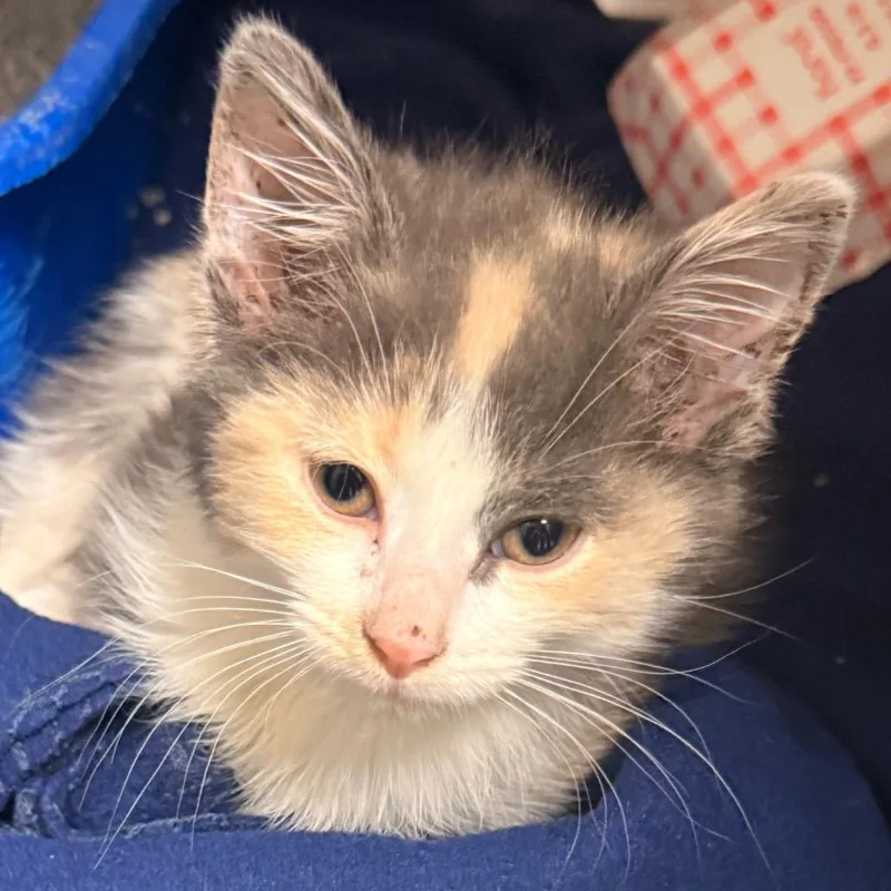 A baby small-sized female Calico Domestic Short Hair cat named Confetti for adoption in Evansville, IN