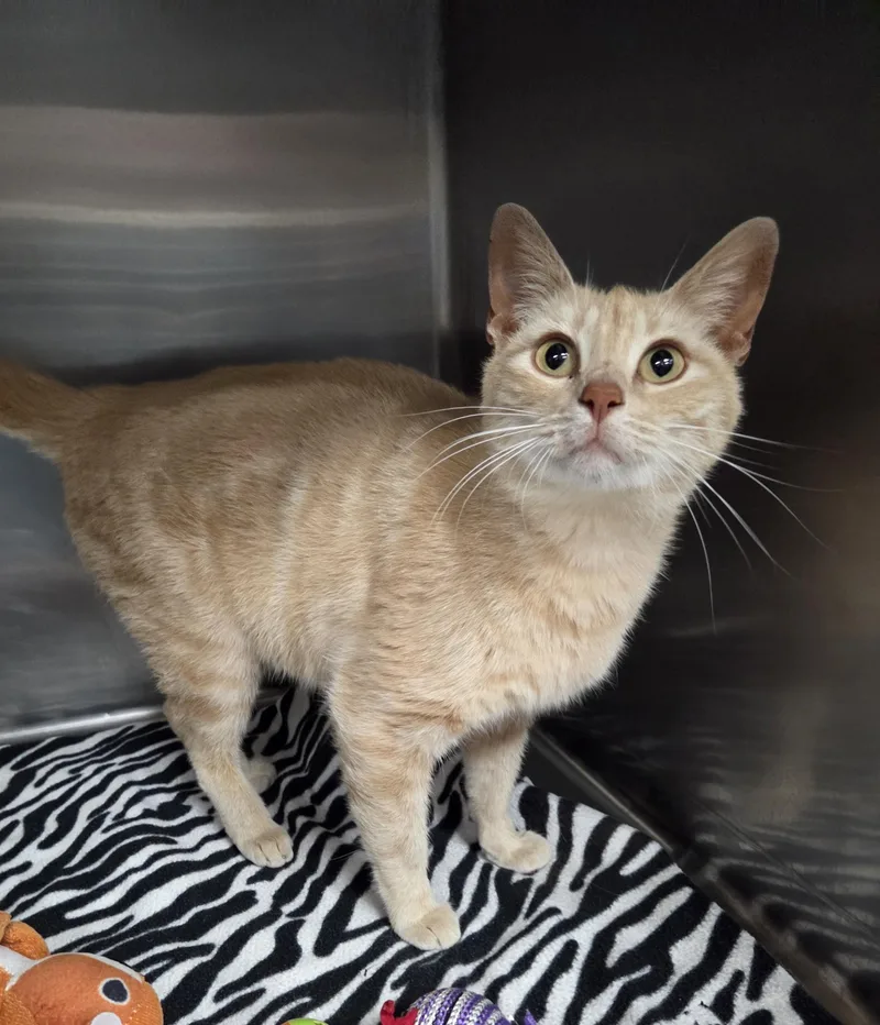 An adult medium-sized female Tabby (Orange / Red) Domestic Short Hair cat named Peaches for adoption in Parsons, KS