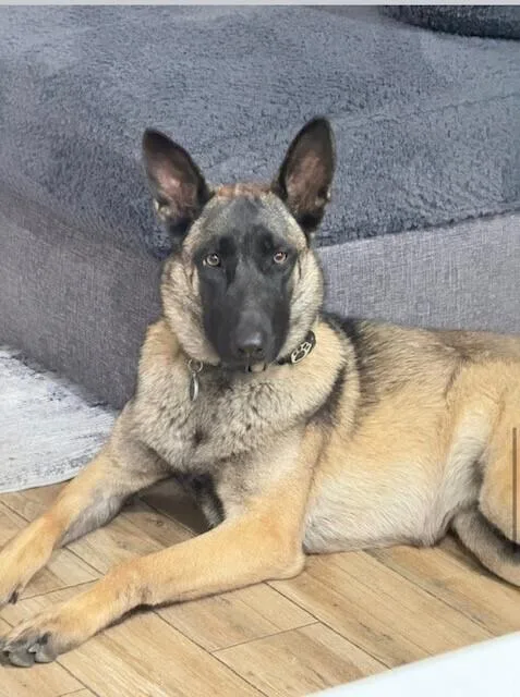 An adult large-sized female Belgian Shepherd / Malinois dog named Nala Located In Arizona for adoption in Imlay City, MI