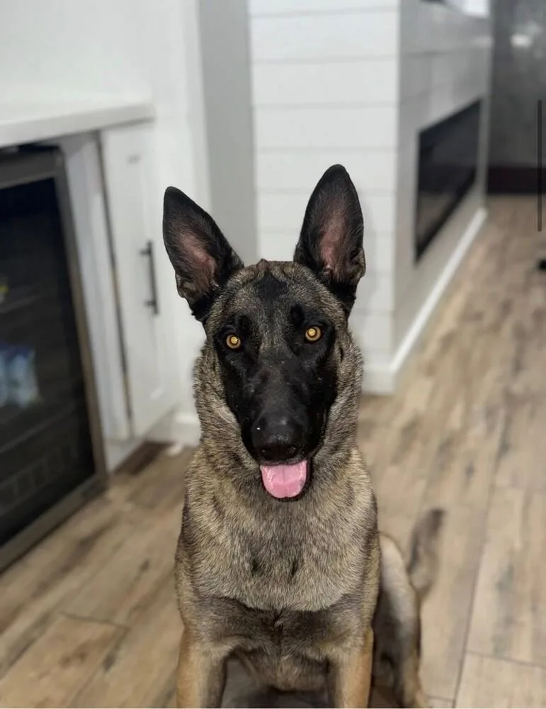 Nala Located In Arizona thumbnail 2