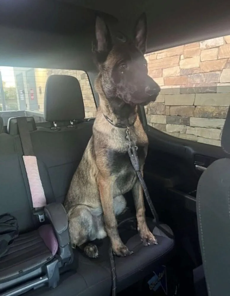 Nala Located In Arizona thumbnail 3