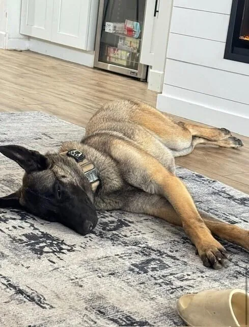 Nala Located In Arizona thumbnail 4