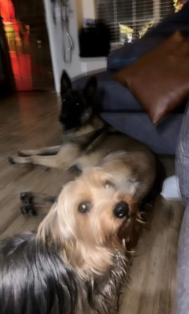 Nala Located In Arizona thumbnail 5