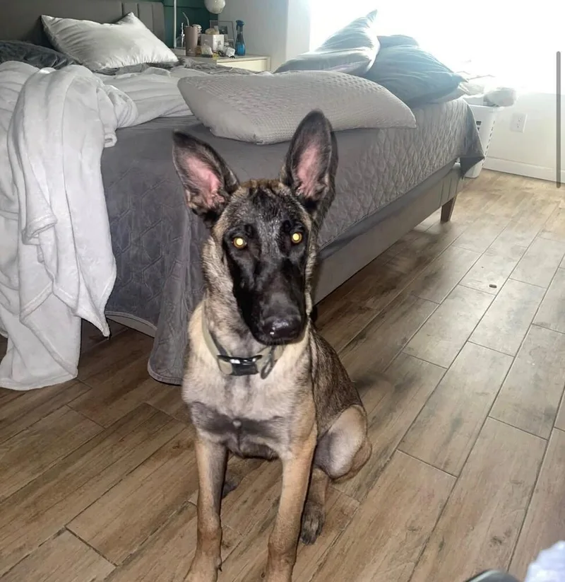 Nala Located In Arizona thumbnail 6