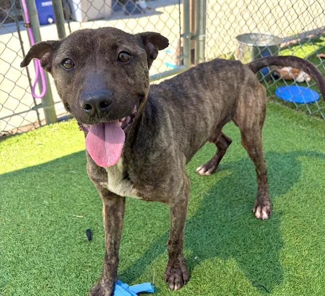 A young large-sized male Mixed Breed dog named Chili for adoption in Columbia, SC