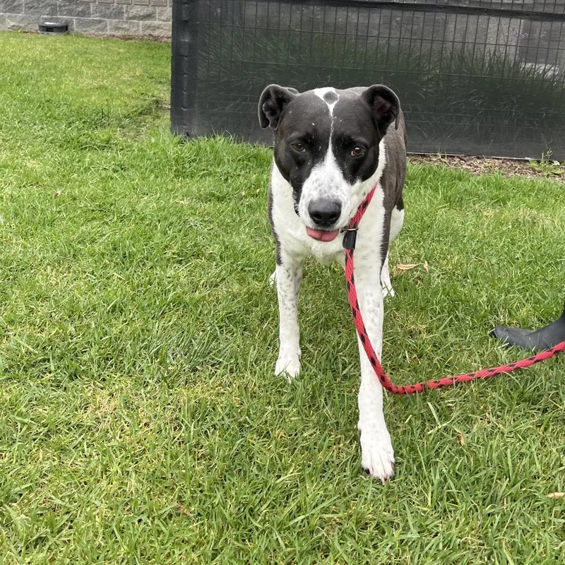 A senior large-sized female Black Australian Cattle Dog / Blue Heeler dog named Harley for adoption in Long Beach, CA