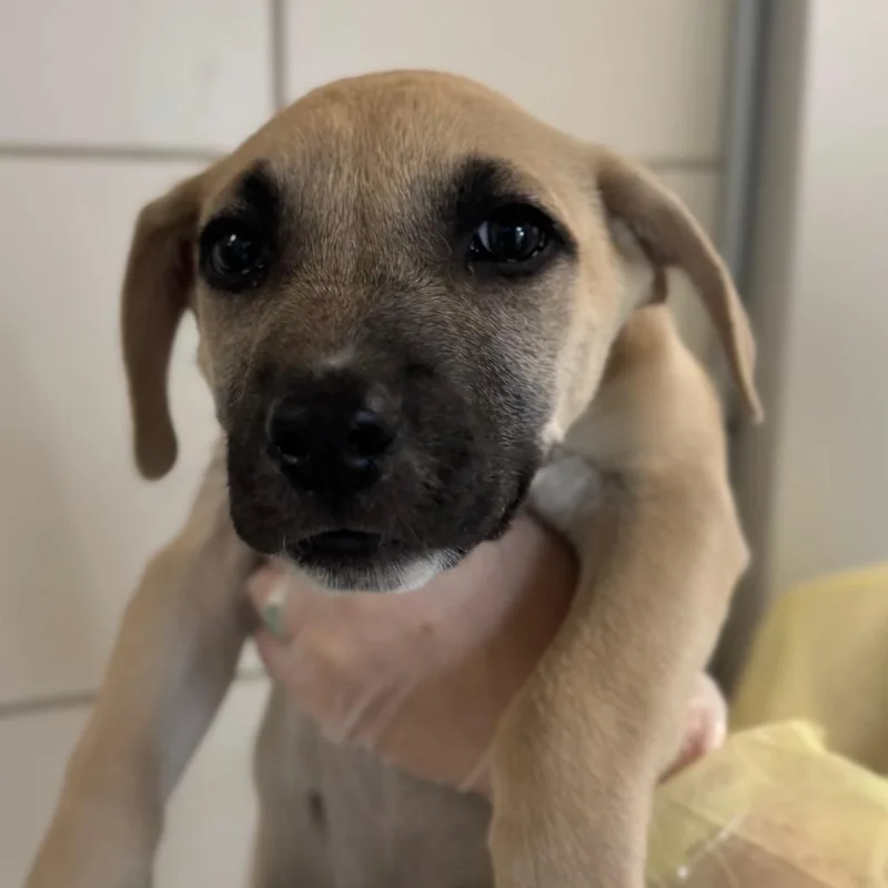 A baby small-sized male Mixed Breed dog named Photobomb for adoption in Middletown, RI