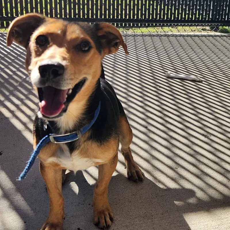 An adult small-sized male Black Beagle dog named Ozzy for adoption in Beaumont, TX