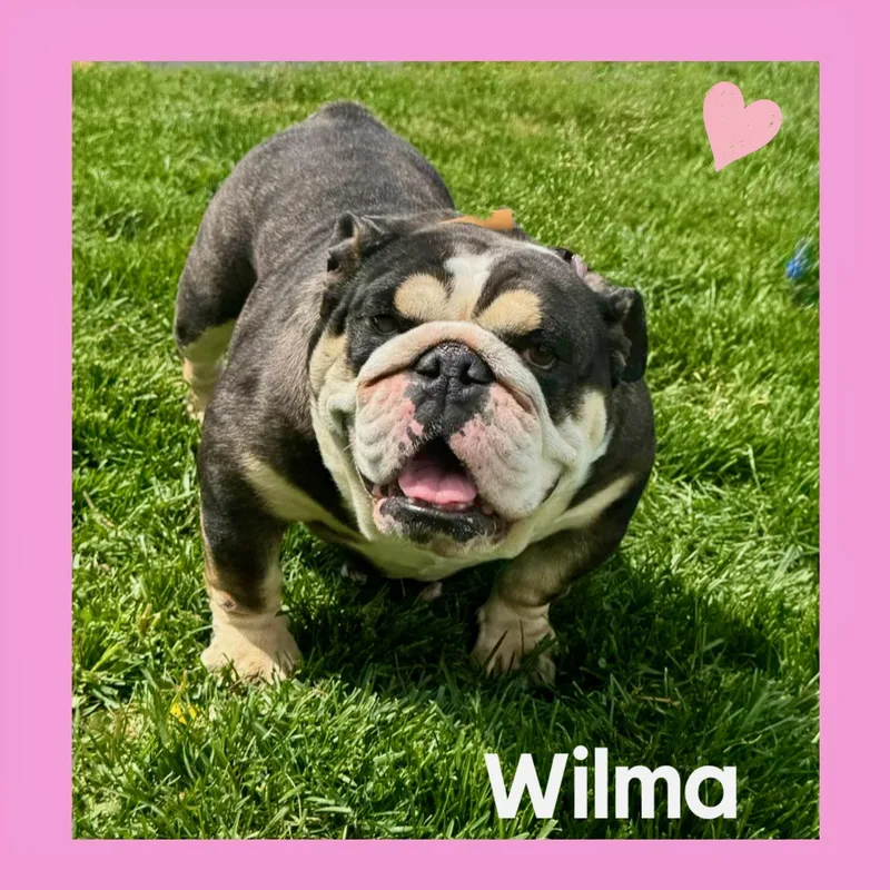 An adult medium-sized female English Bulldog dog named Wilma for adoption in Mokena, IL