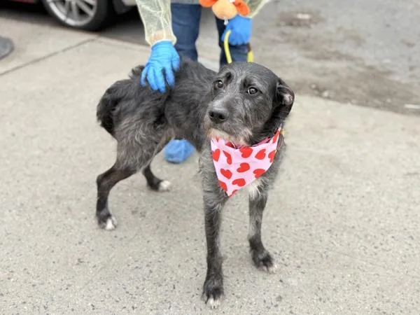 An adult large-sized female Mixed Breed dog named Puppy for adoption in New York, NY