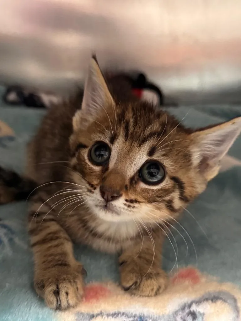 A baby small-sized female Domestic Short Hair cat named Caloosa for adoption in Labelle, FL