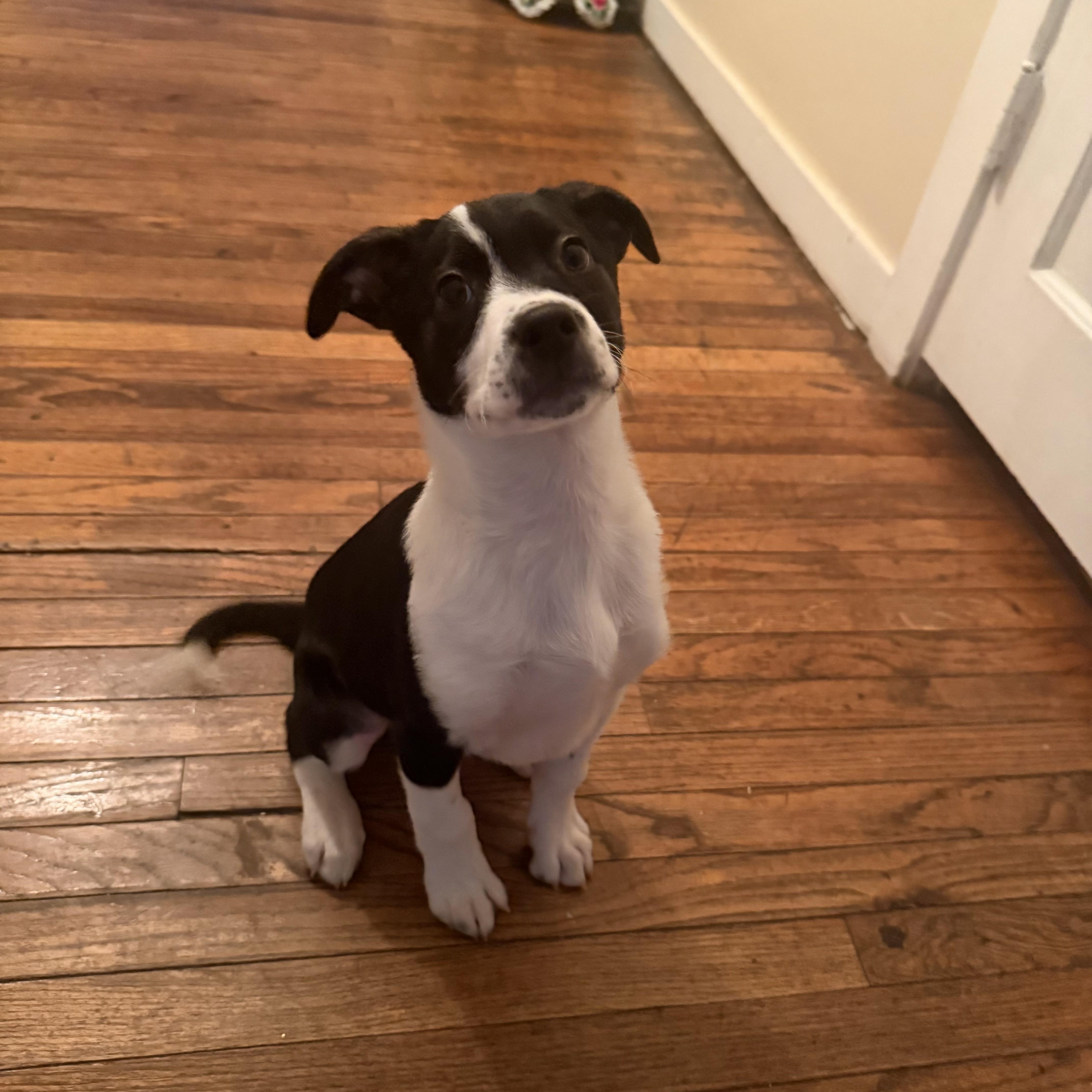 A baby medium-sized male Border Collie dog named Scott for adoption in LEMONT, IL