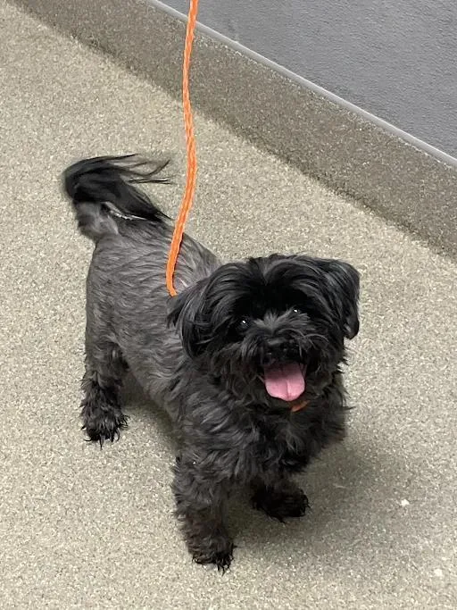 A senior small-sized male Shih Tzu dog named Maxwell for adoption in Las Vegas, NV