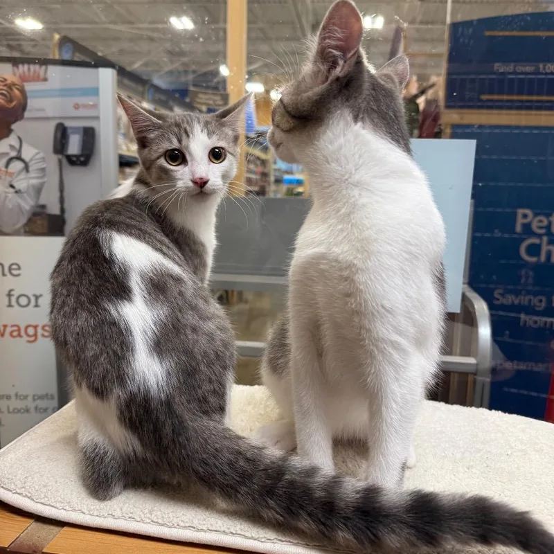 A young small-sized male Gray / Blue / Silver Domestic Short Hair cat named Toby for adoption in Overland Park, KS