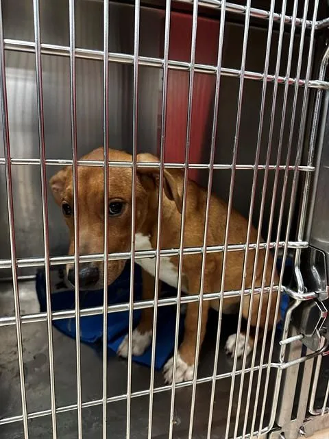 A baby small-sized female Terrier dog named Phoebe for adoption in Olivette, MO