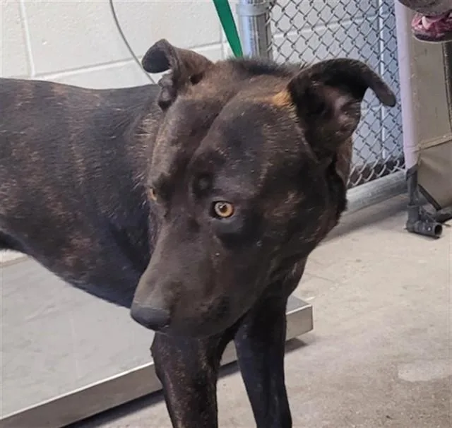 A young large-sized male Pit Bull Terrier dog named Silas for adoption in Tucson, AZ