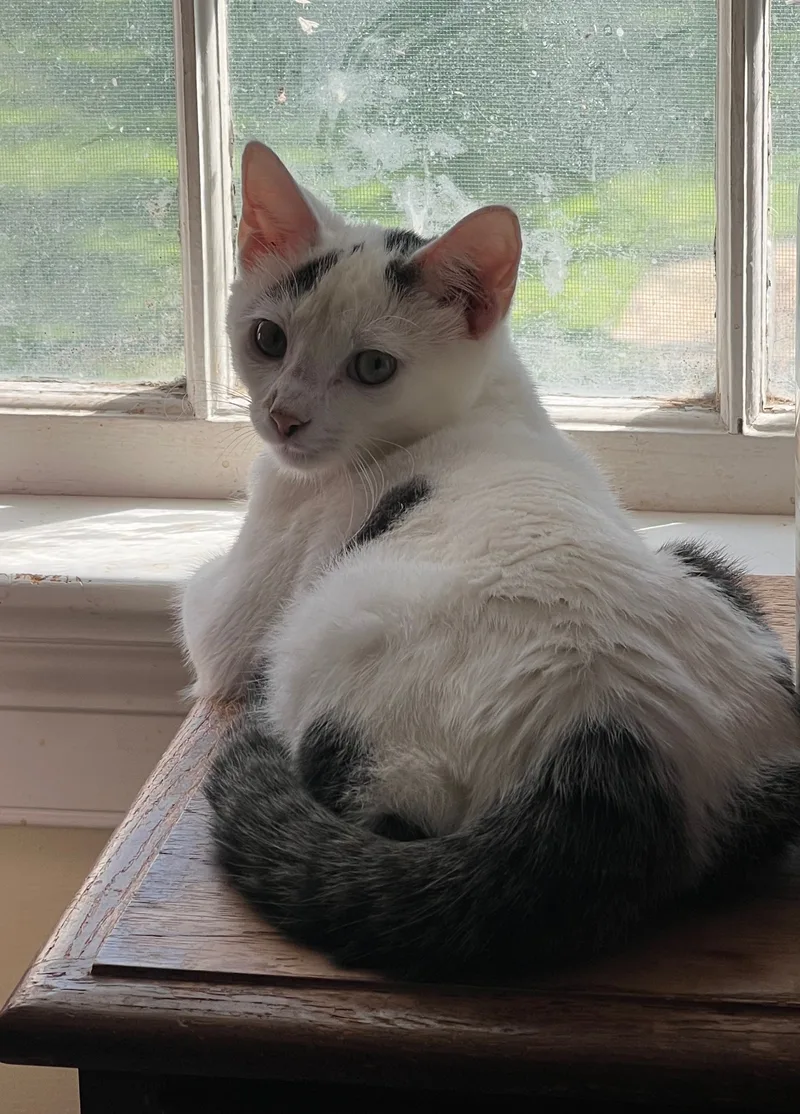 An adult medium-sized male Domestic Short Hair cat named Starbuck for adoption in Federalsburg, MD