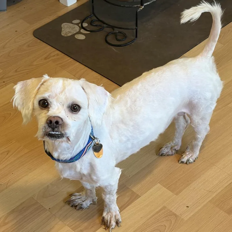 An adult small-sized male White / Cream Mixed Breed dog named Gunther for adoption in Rockville, MD