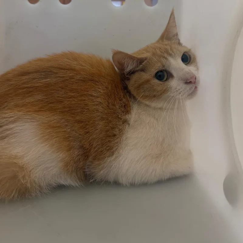 An adult medium-sized female Orange / Red Domestic Short Hair cat named Raji for adoption in Birmingham, AL
