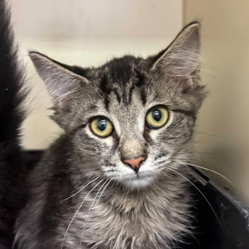 A baby small-sized female Brown / Chocolate Domestic Short Hair cat named Phoebe for adoption in Waynesboro, PA