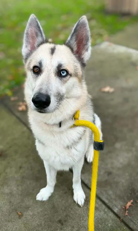 An adult medium-sized male Husky dog named Ice for adoption in Brookhaven, NY
