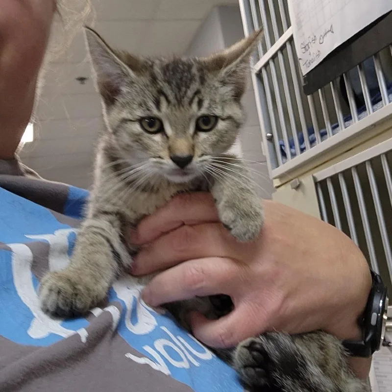 A baby small-sized female Brown / Chocolate Domestic Short Hair cat named Rhea for adoption in Grand Rapids, MI