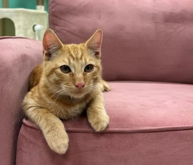 A young medium-sized male Domestic Short Hair cat named Edison for adoption in Camarillo, CA