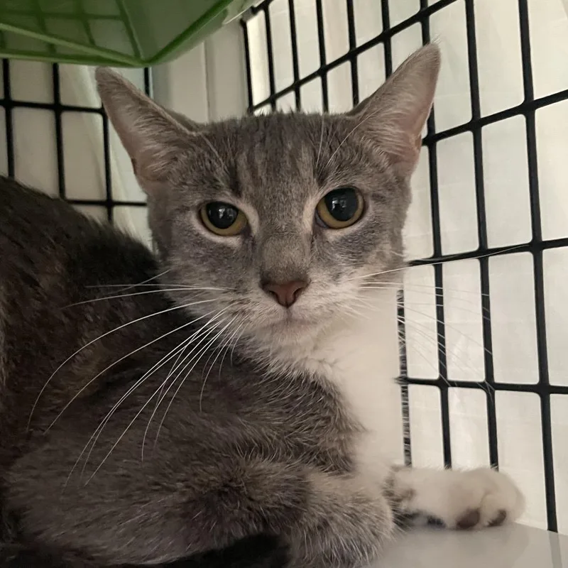 A young medium-sized female Gray / Blue / Silver Domestic Short Hair cat named Wild Twist for adoption in Chicago, IL