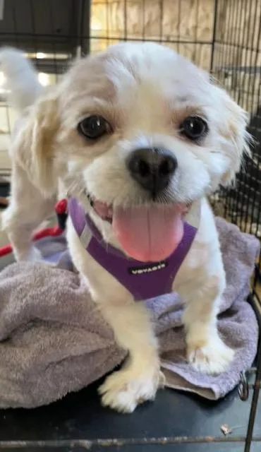 An adult small-sized male White / Cream Shih Tzu dog named Little Man for adoption in Memphis, TN