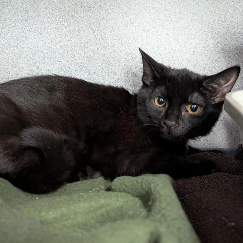 A baby small-sized female Black Domestic Short Hair cat named Ferula for adoption in Evansville, IN