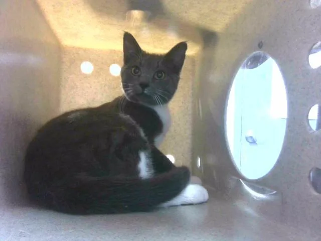 A young small-sized male Domestic Short Hair cat named Eli for adoption in Tallahassee, FL