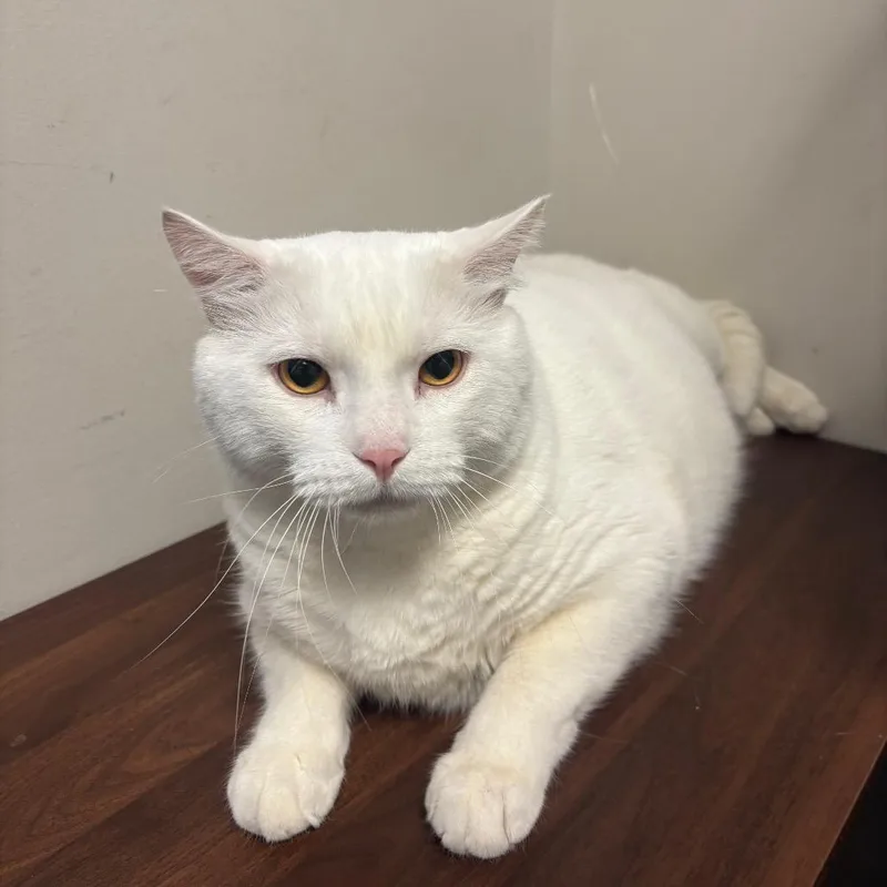An adult extra large-sized male White Domestic Short Hair cat named Zeus for adoption in Murray, UT