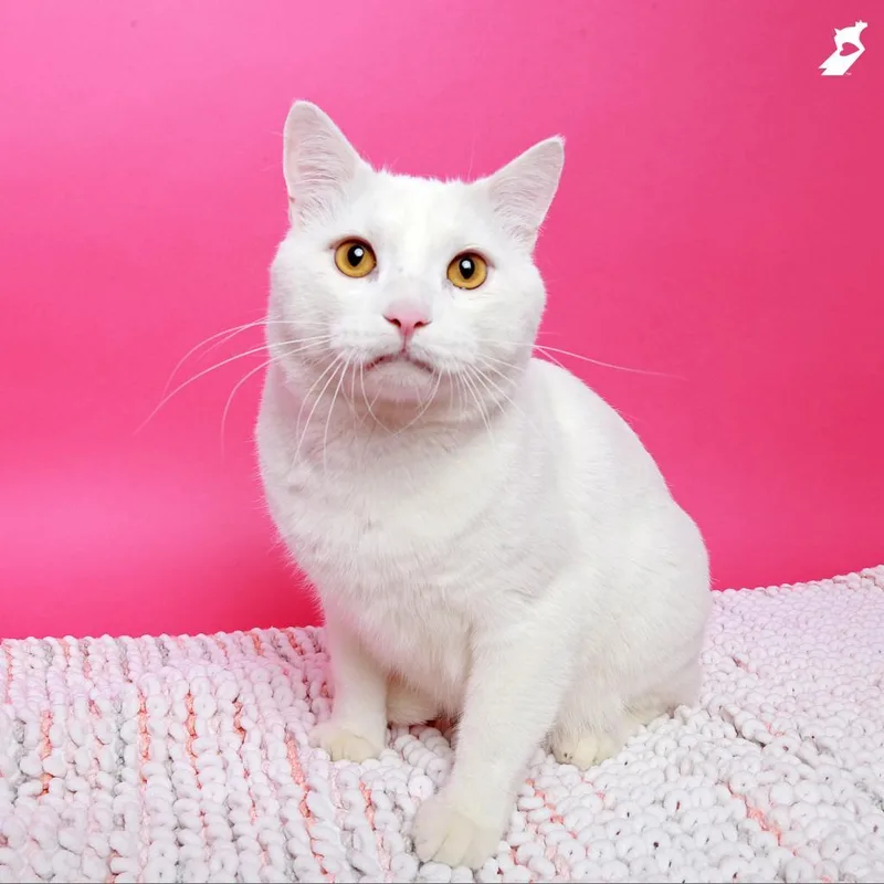 Zeus thumbnail 3