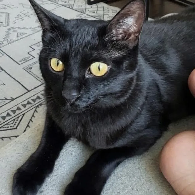 An adult medium-sized female Black American Shorthair cat named Cecilia for adoption in Bountiful, UT