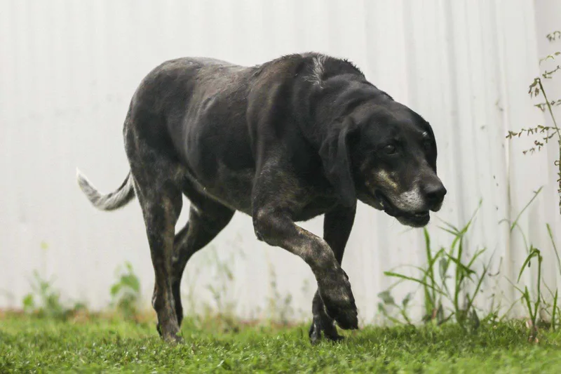 An adult large-sized female Black Bluetick Coonhound dog named Blue for adoption in Walthill, NE