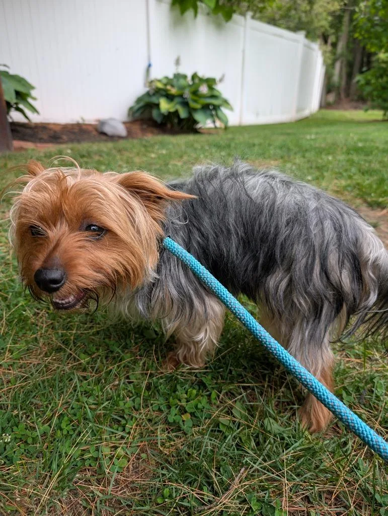 A young small-sized male Yorkshire Terrier dog named Cesar for adoption in Fall River, MA