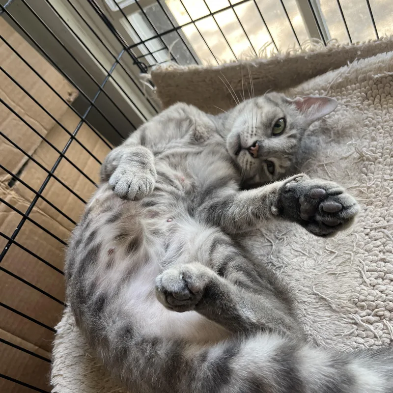 A young medium-sized female Tabby (Gray / Blue / Silver) Domestic Short Hair cat named Peggy for adoption in Hammond, LA