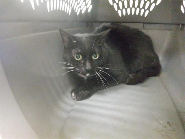 A senior small-sized male Domestic Short Hair cat named Tux for adoption in Oroville, CA