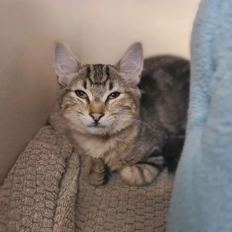 A baby small-sized female Brown / Chocolate Domestic Short Hair cat named Chili for adoption in Wantagh, NY