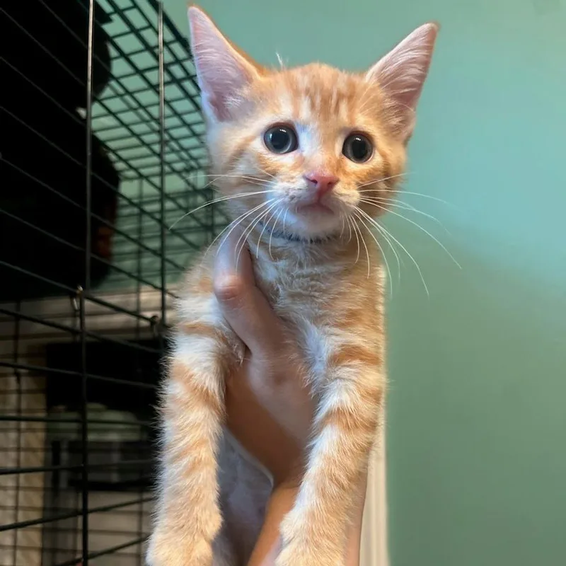 A baby small-sized male Orange / Red Domestic Short Hair cat named Bridgeburner for adoption in Fredericksburg, VA
