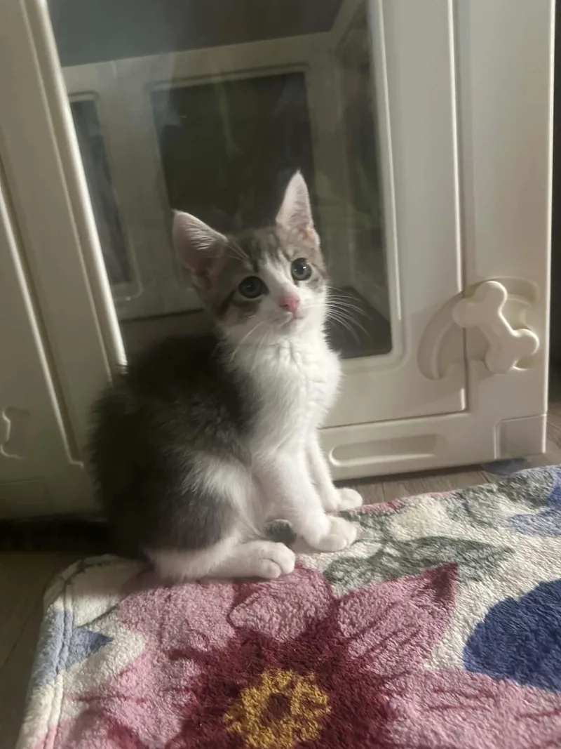 A baby medium-sized female Gray & White Domestic Short Hair cat named Angelica for adoption in Manchester, MD