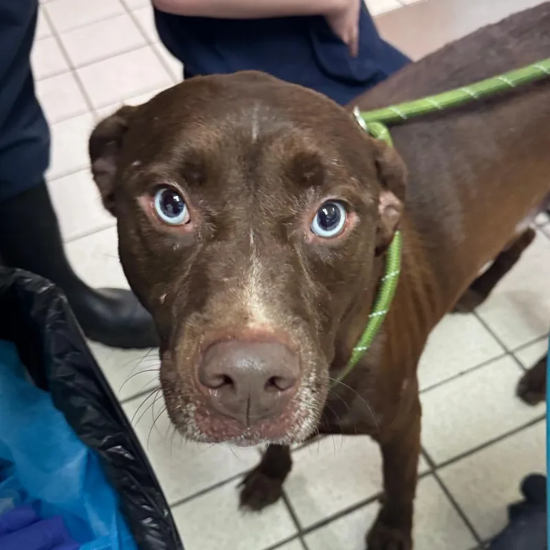 An adult medium-sized male Brown / Chocolate Mixed Breed dog named Brutus for adoption in Charleston, WV