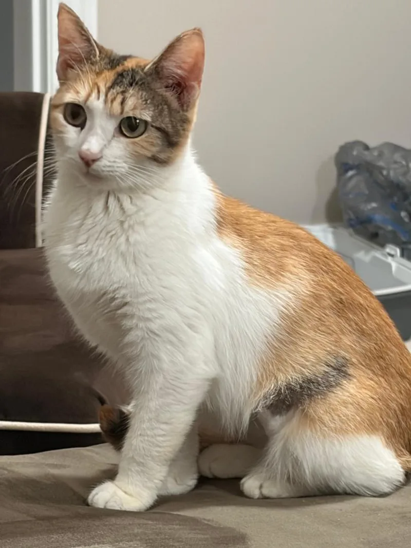 A young medium-sized female Calico Domestic Short Hair cat named Tennessee for adoption in Mokena, IL