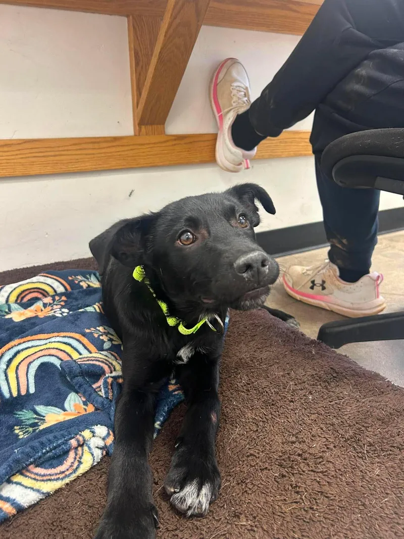 A young medium-sized male Black Mixed Breed dog named Cosmo for adoption in Roosevelt, UT