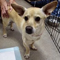 An adult small-sized male Yellow / Tan / Blond / Fawn Chihuahua dog named Buster for adoption in Green Valley, AZ