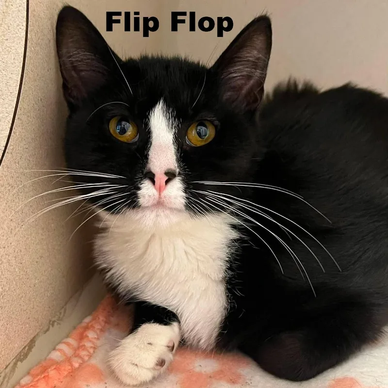 Flip Flop