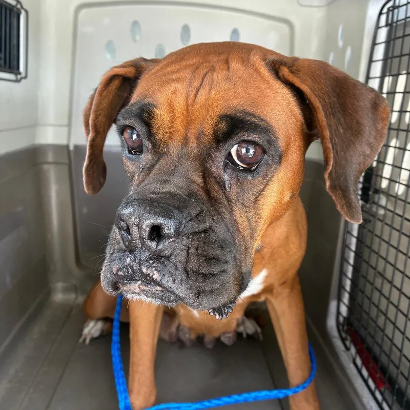 An adult large-sized female Boxer dog named Misty for adoption in Montgomery, AL