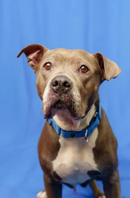 An adult medium-sized female Pit Bull Terrier dog named Lollipop for adoption in Seattle, WA