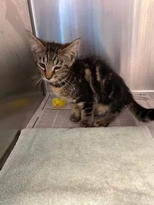 A baby small-sized male Domestic Short Hair cat named Warm Waylon for adoption in Fairfax, VA